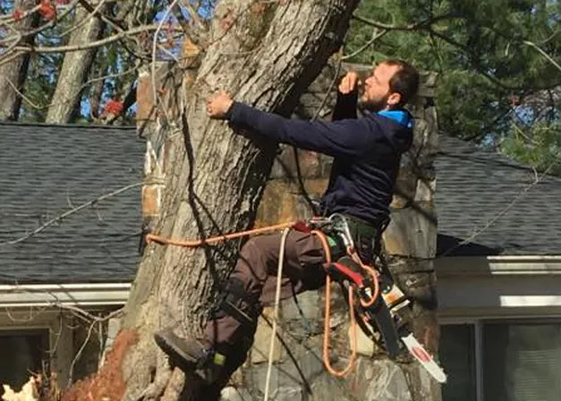 Robert Love Arborist