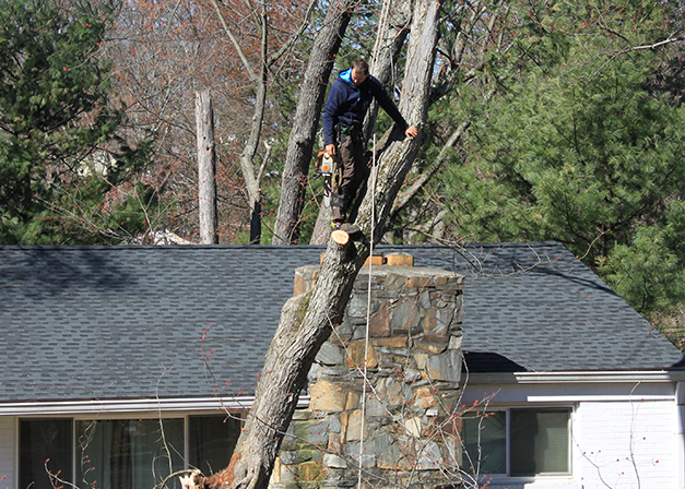 Robert Love Arborist