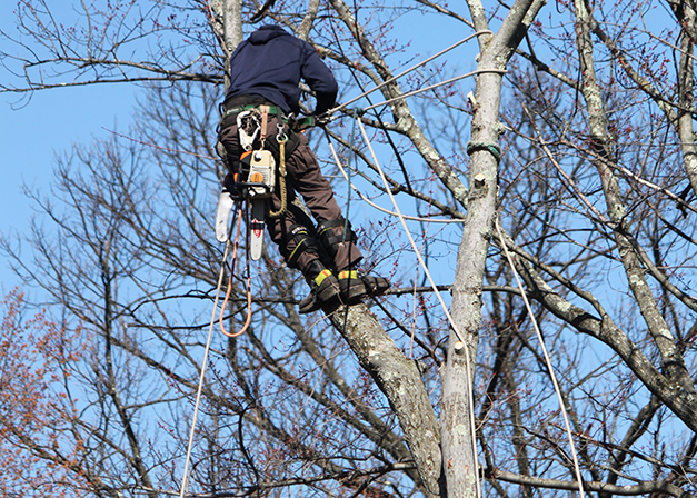 Robert Love Arborist