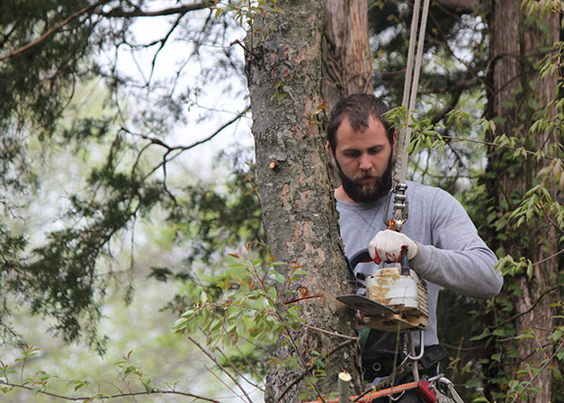 Robert Love Arborist